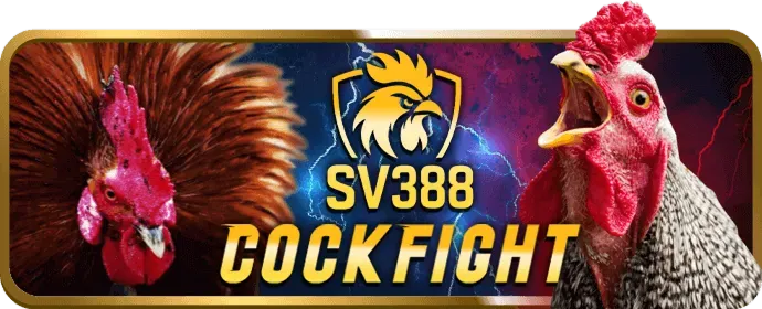 Đá gà trực tiếp và cá cược tại m xin88 casino